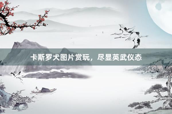 卡斯罗犬图片赏玩,尽显英武仪态