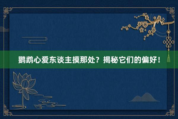 鹦鹉心爱东谈主摸那处？揭秘它们的偏好！